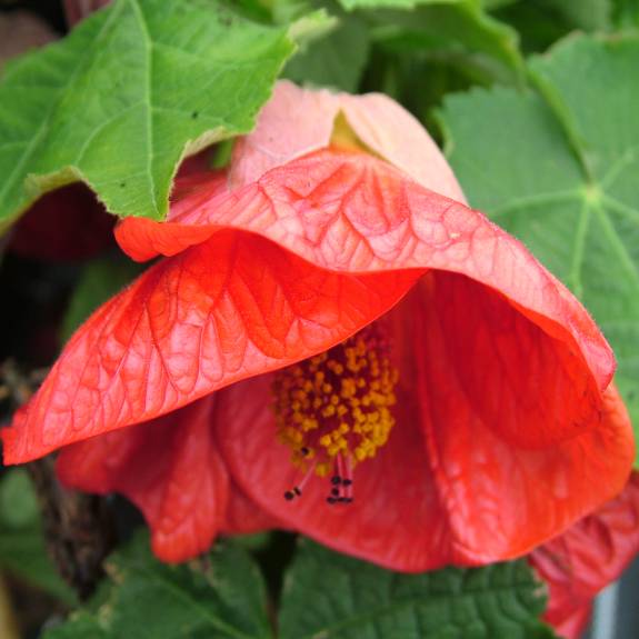 Abutilon 'Ashford Red' Abutilon 'Ashford Red'