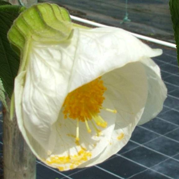 Abutilon 'Bowl of Snow' Abutilon 'Bowl of Snow'