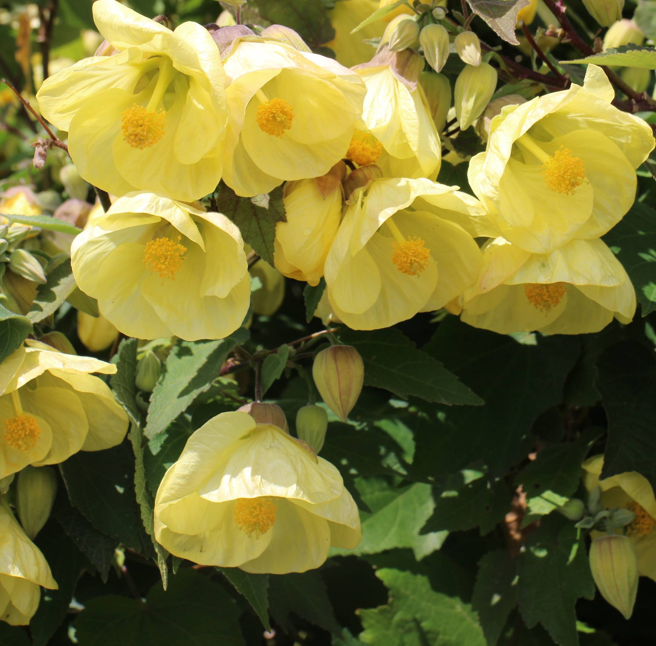 Abutilon 'Buttermilk' Abutilon 'Buttermilk'