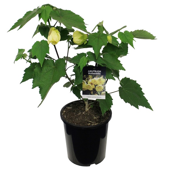 Abutilon 'Buttermilk'