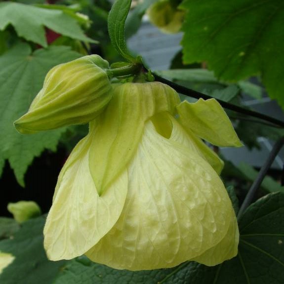 Abutilon 'Cream Delight' Abutilon 'Cream Delight'