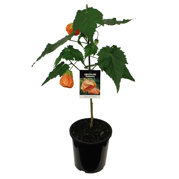 Abutilon 'Defiance'