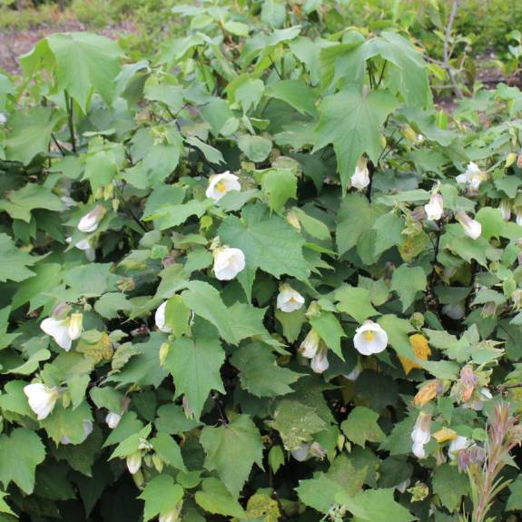 Abutilon 'Moon White' Abutilon 'Moon White'