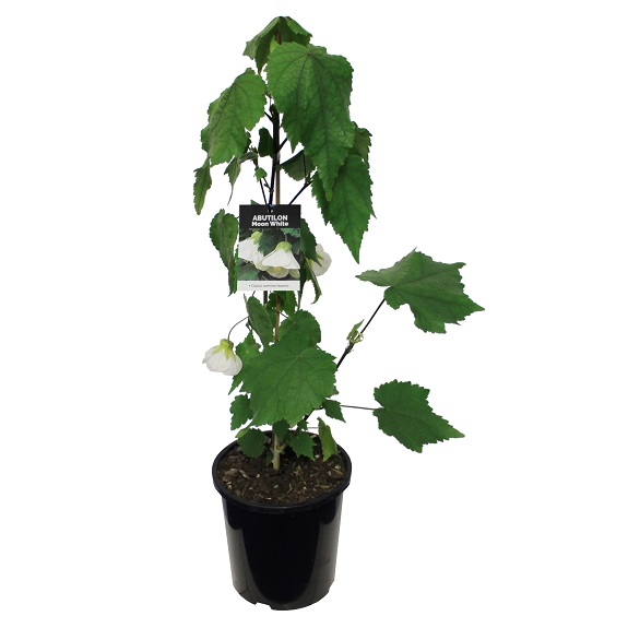 Abutilon 'Moon White'