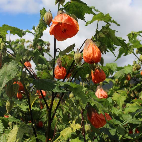 Abutilon 'Peach' Abutilon 'Peach'