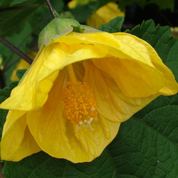 Abutilon 'Yellow' Abutilon 'Yellow'
