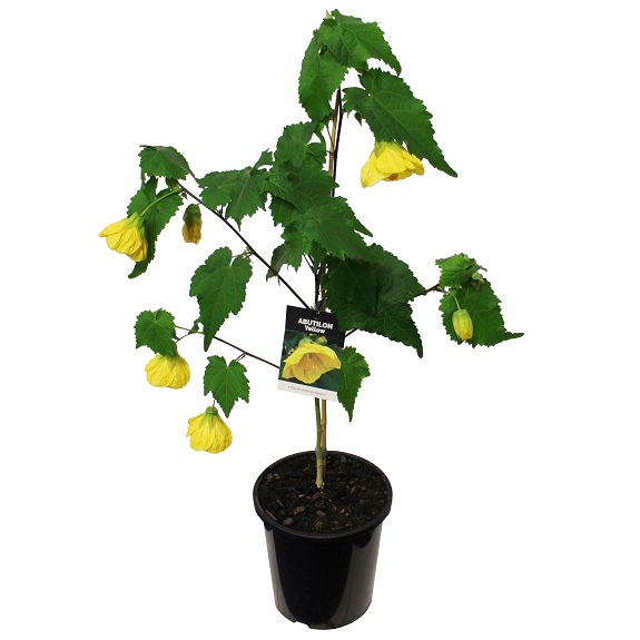 Abutilon 'Yellow'