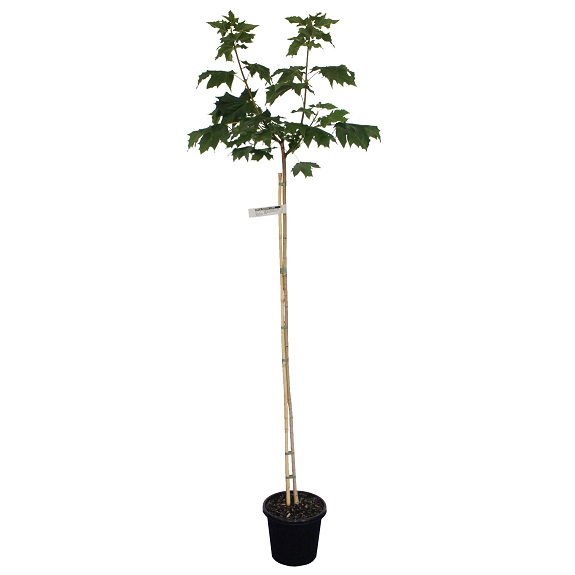 Acer platanoides 'Globosum' 1.2m Std