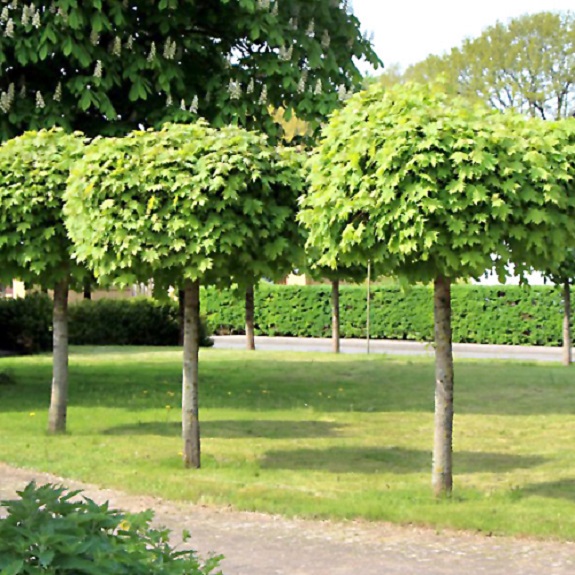 Acer platanoides 'Globosum' 1.2m Std Acer platanoides 'Globosum' 1.2m Std