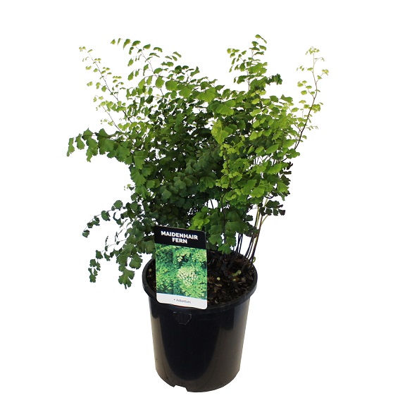 Adiantum 'Maidenhair Fern'