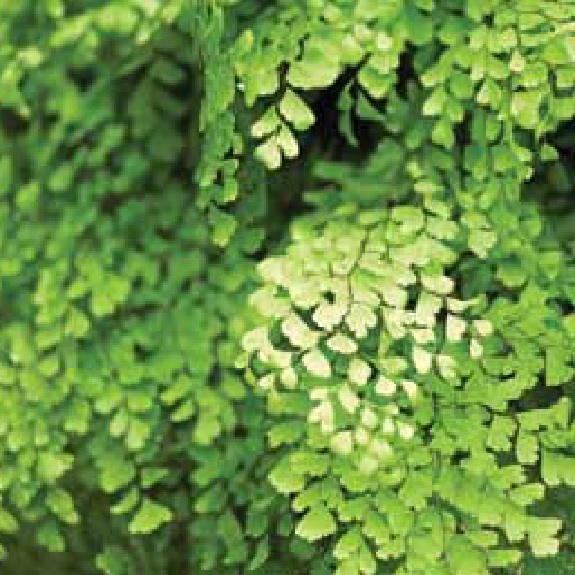 Adiantum 'Maidenhair Fern' Adiantum 'Maidenhair Fern'