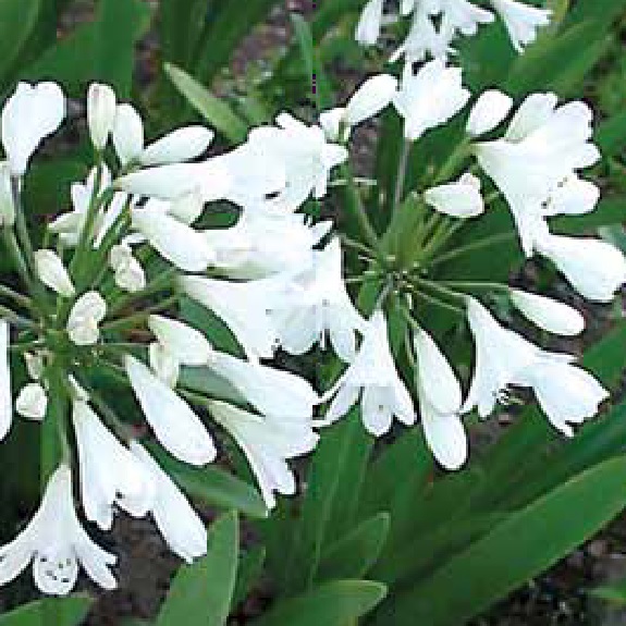 Agapanthus 'Agapetite' Agapanthus 'Agapetite'