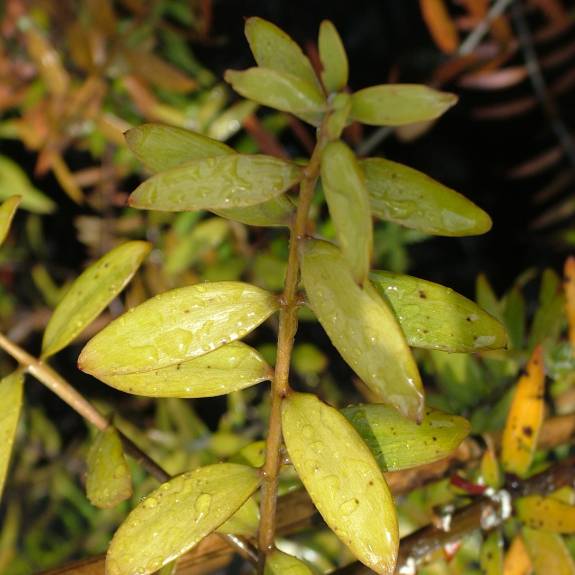 Agathis australis Agathis australis