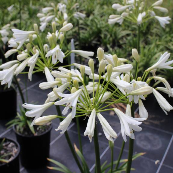 Agapanthus 'Finn' Agapanthus 'Finn'