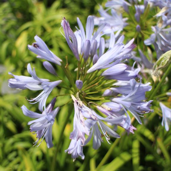 Agapanthus 'Gayles Lilac' Agapanthus 'Gayles Lilac'