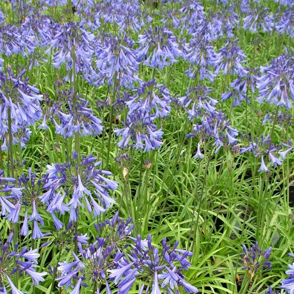 Agapanthus 'Gayles Sapphire' Agapanthus 'Gayles Sapphire'