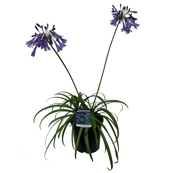 Agapanthus 'Gayles Sapphire'