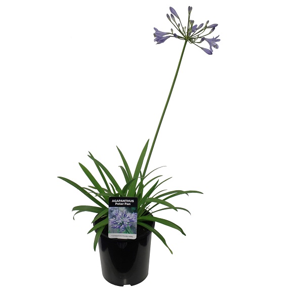 Agapanthus 'Peter Pan'