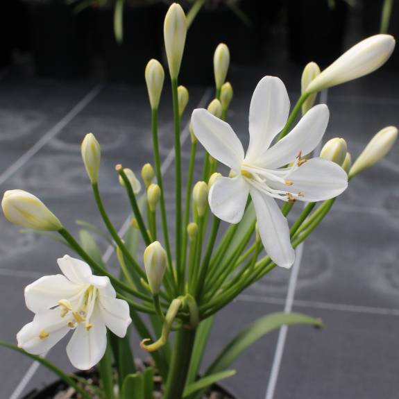 Agapanthus 'Snowball' Agapanthus 'Snowball'