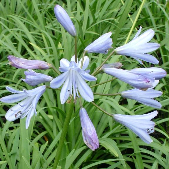 Agapanthus 'Streamline' Agapanthus 'Streamline'