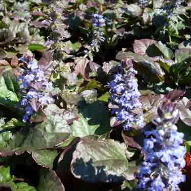 Ajuga 'Jungle Beauty' Ajuga 'Jungle Beauty'