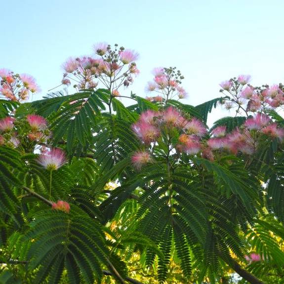 Albizia 'Tropical Dream' Albizia 'Tropical Dream'