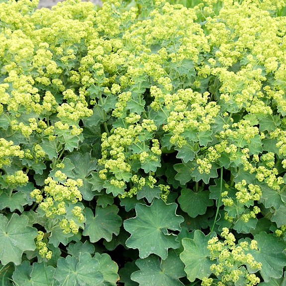 Alchemilla mollis 'Thriller' Alchemilla mollis 'Thriller'