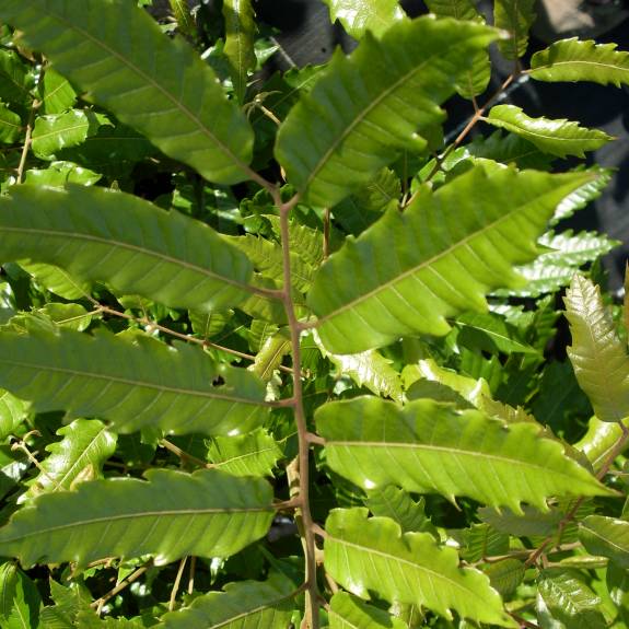 Alectryon excelsa Alectryon excelsa