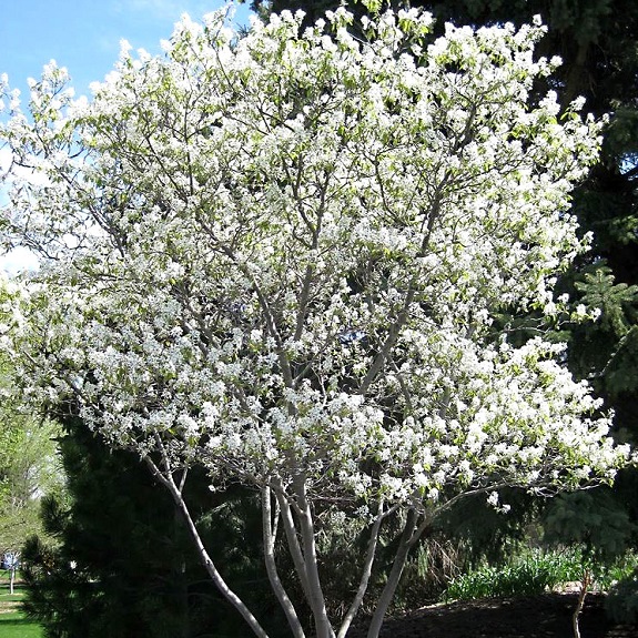 Amelanchier canadensis Amelanchier canadensis