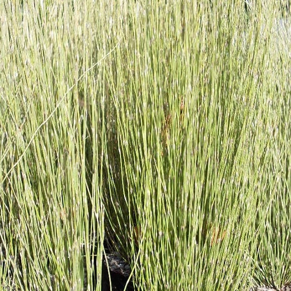 Apodasmia similis Apodasmia similis