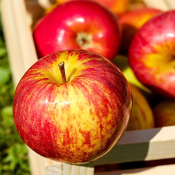 Apple 'Adorable' M26 Apple 'Adorable' M26