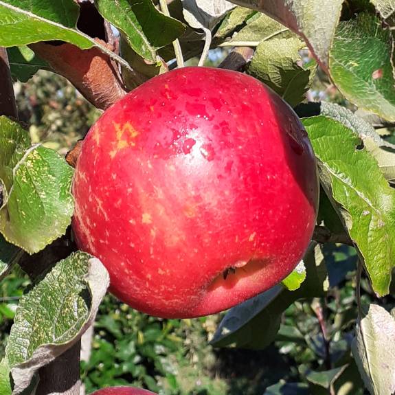 Apple 'Akane' M26 Apple 'Akane' M26