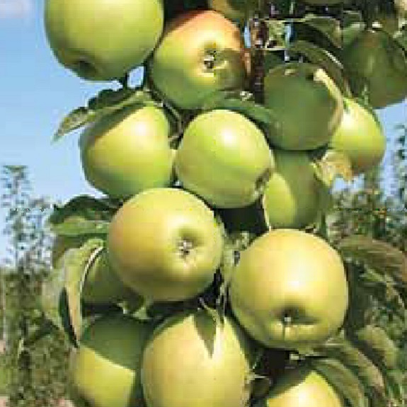 Apple 'Bolero' M116 Apple 'Bolero' M116