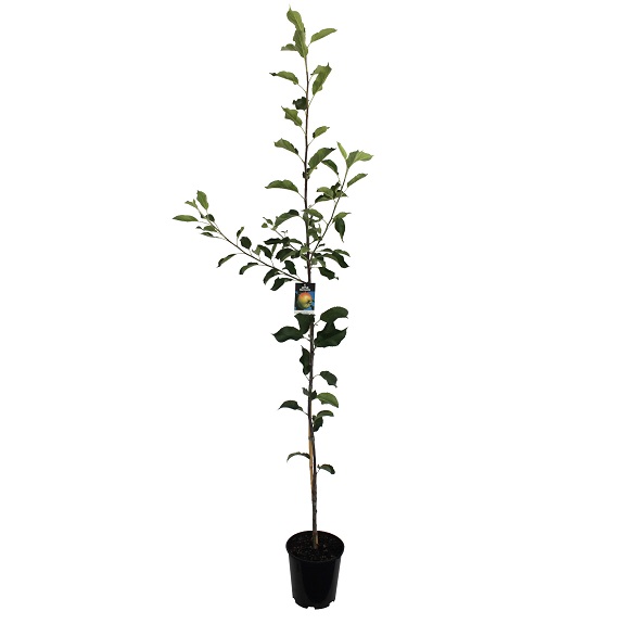 Apple 'Harmonie' MM106 Apple 'Harmonie' MM106