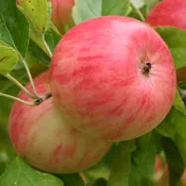 Apple 'Pinkie' M26 Apple 'Pinkie' M26