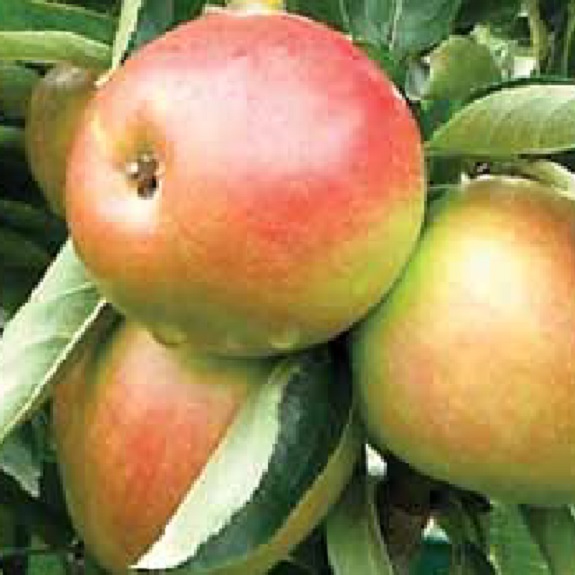 Apple 'Polka' M116 Apple 'Polka' M116