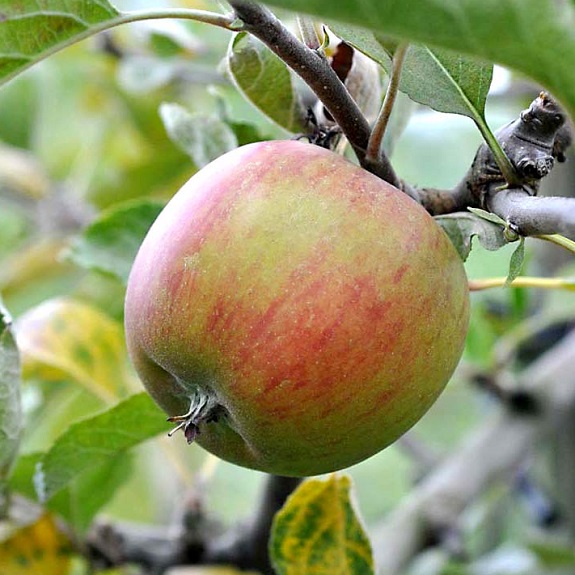Apple 'Ribston Pippin' M116 Apple 'Ribston Pippin' M116