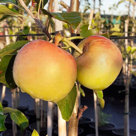 Apple 'Roy's Pearl' M116 Apple 'Roy's Pearl' M116