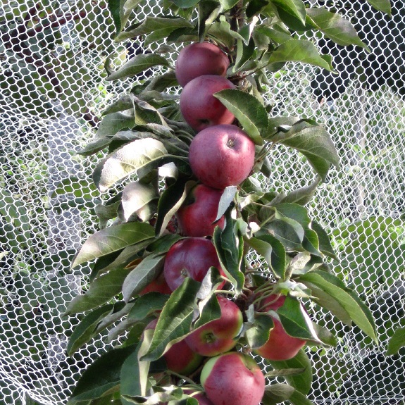 Apple 'Scarlet Spire' Apple 'Scarlet Spire'