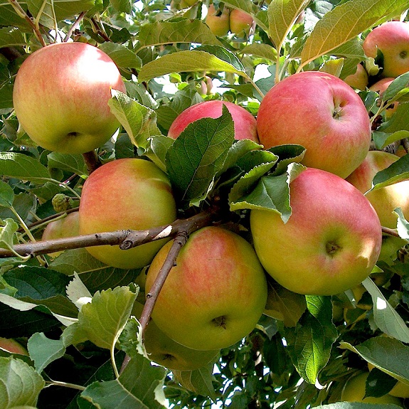 Apple 'Sidero' M116 Apple 'Sidero' M116