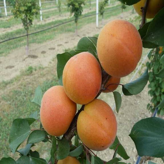 Apricot 'Hawera' Apricot 'Hawera'