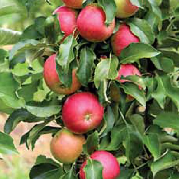 Apple 'Waltz' M116 Apple 'Waltz' M116