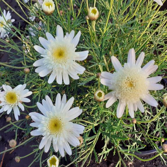 Argyranthemum 'Mystique Marguerite'