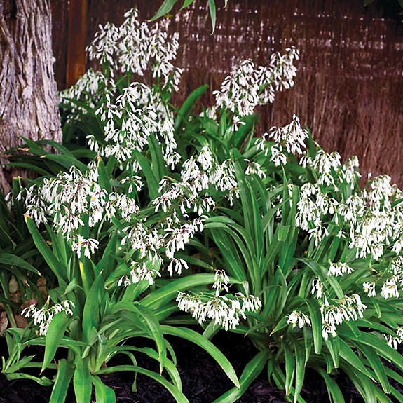 Arthropodium 'Te Puna' Arthropodium 'Te Puna'