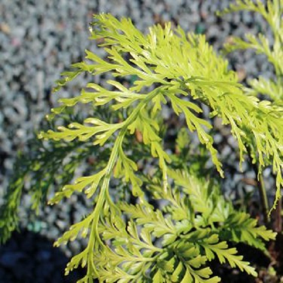 Asplenium bulbiferum Asplenium bulbiferum
