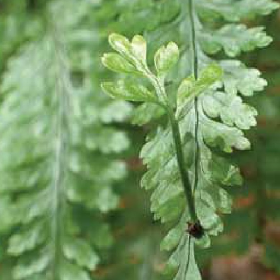 Asplenium 'Maori Princess' Asplenium 'Maori Princess'