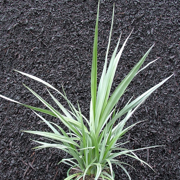 Astelia chathamica Astelia chathamica