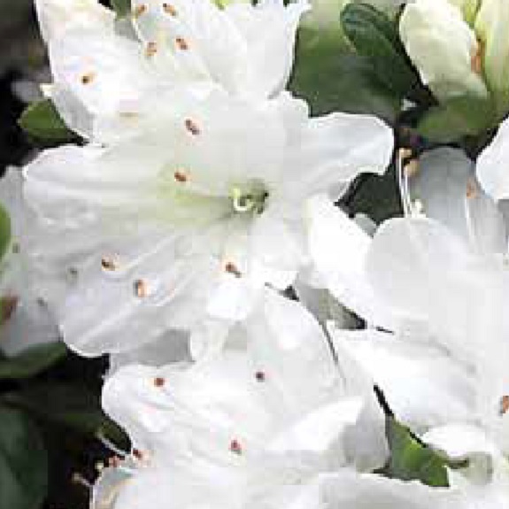 Azalea 'Alaska' Azalea 'Alaska'