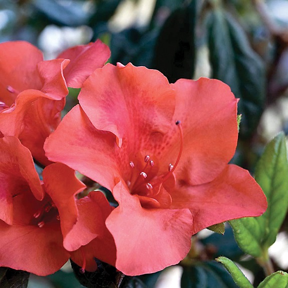 Azalea 'Autumn Embers' Azalea 'Autumn Embers'