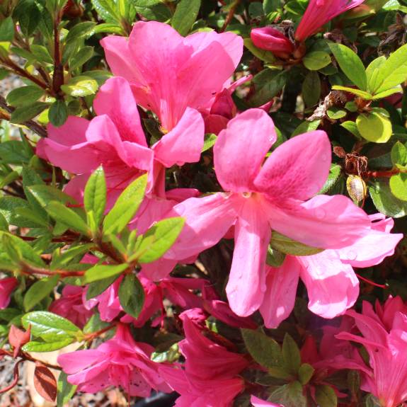 Azalea 'Autumn Empress' Azalea 'Autumn Empress'